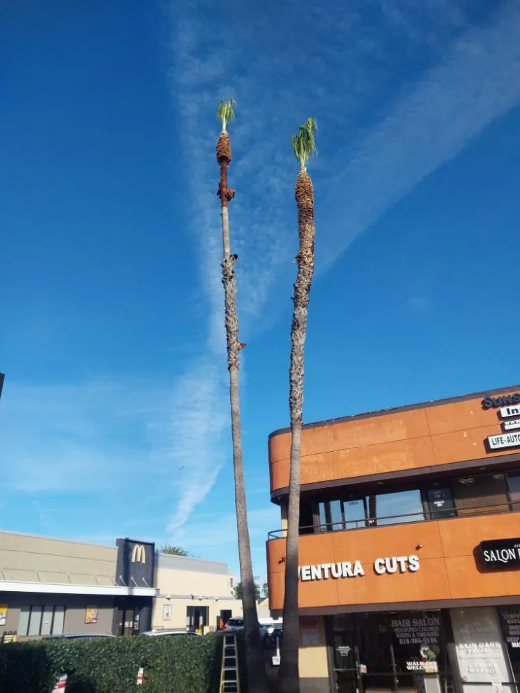 Professional garden landscaping for residential properties across San Fernando, CA - Garcias Gardening