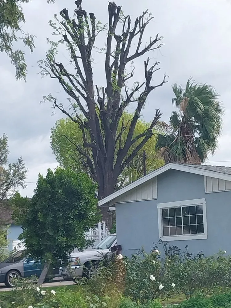 Custom landscaping services experts serving San Fernando, CA - Garcias Gardening