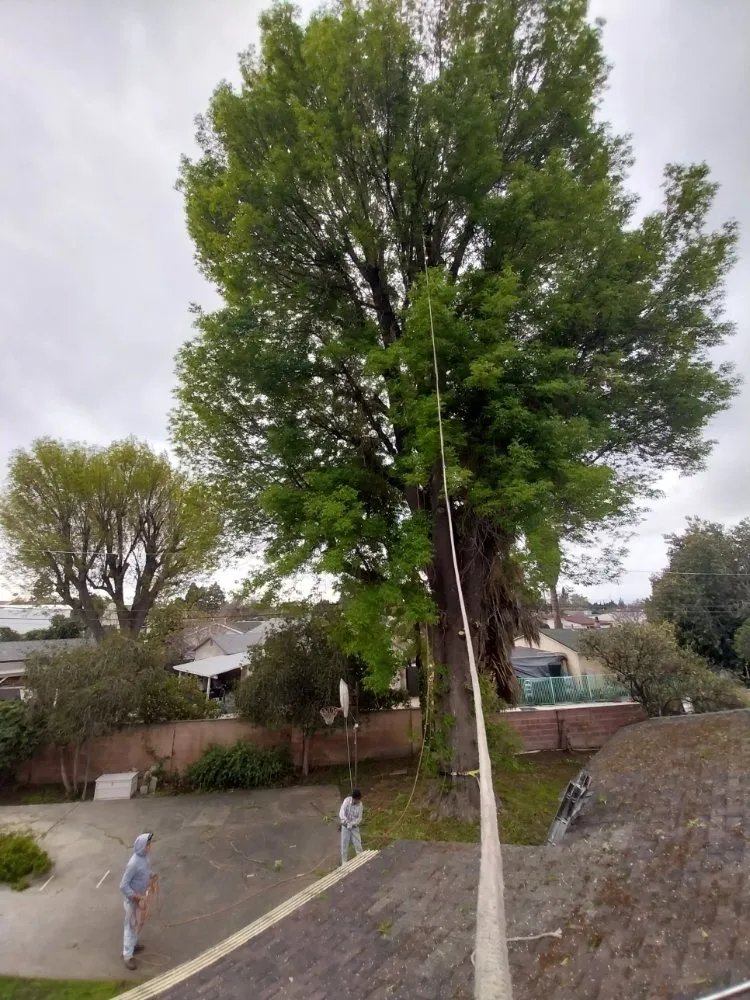 Custom residential landscaping experts serving San Fernando, CA - Garcias Gardening