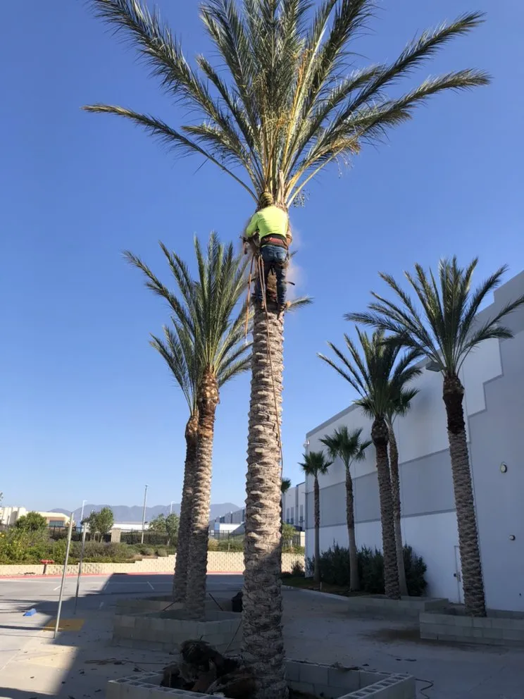 Custom residential landscaping for year-round maintenance in Ontario, CA by Garcia's Gardening Service