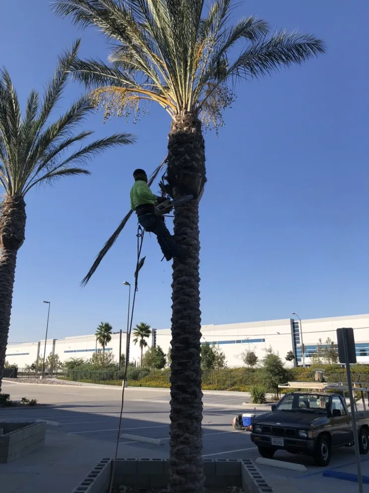 Trusted yard cleanup service for year-round maintenance in Ontario, CA by Garcia's Gardening Service