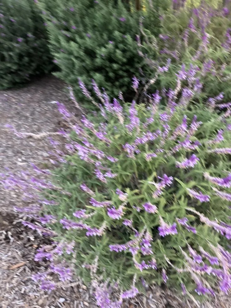 Affordable garden landscaping in Ontario, CA by Garcia's Gardening Service