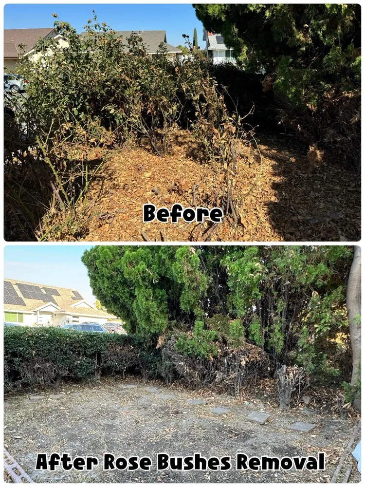 Affordable lawn mowing service for residential properties across Brea, CA - Garcias Gardening Services