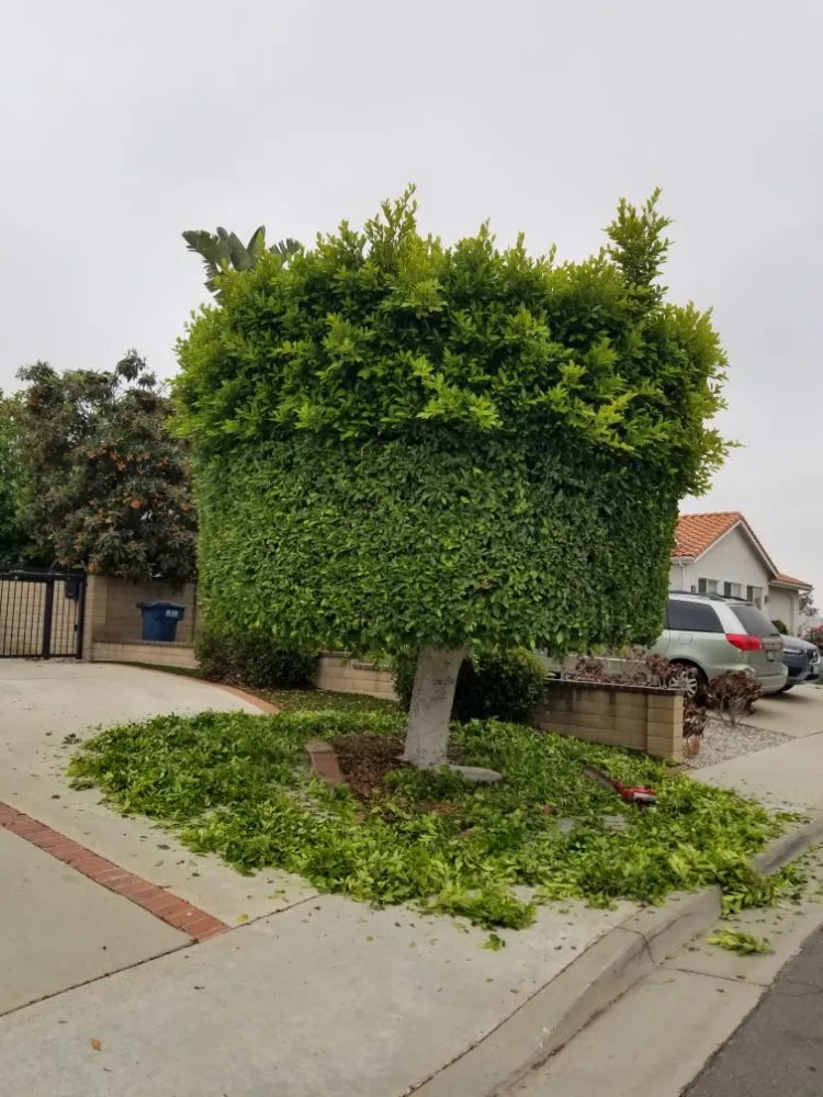 Custom landscaping services for residential properties across La Puente, CA - Garcias Landscape and Tree Triming Service