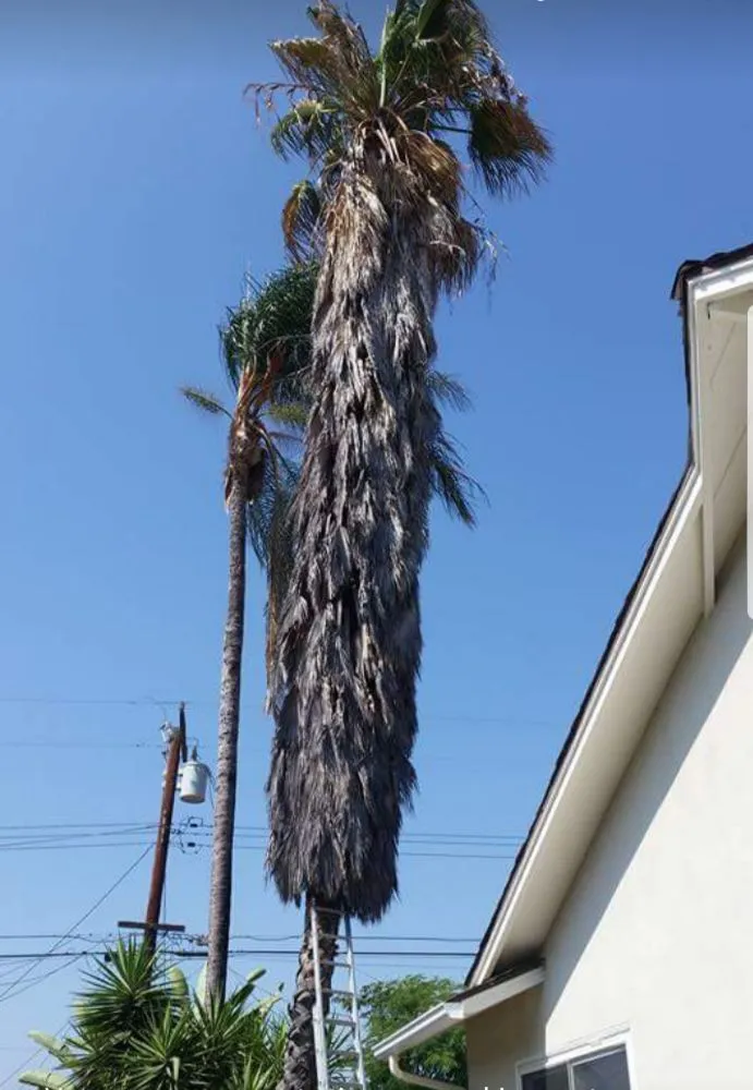 Reliable yard maintenance for year-round maintenance across La Puente, CA - Garcias Landscape and Tree Triming Service