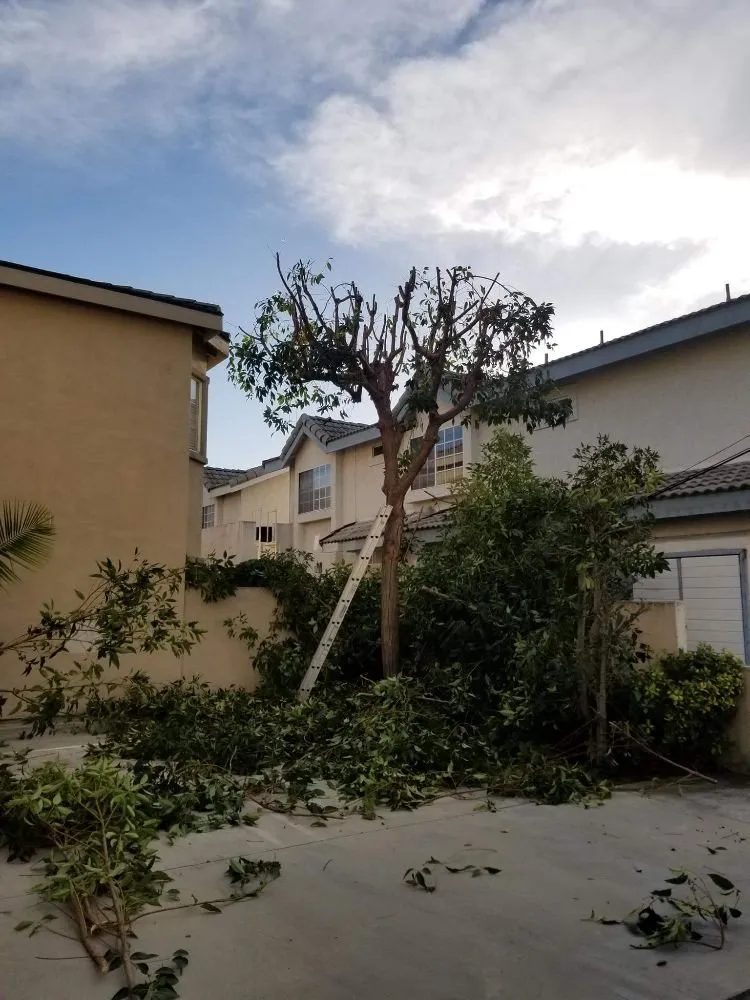 Trusted residential landscaping experts serving La Puente, CA - Garcias Landscape and Tree Triming Service