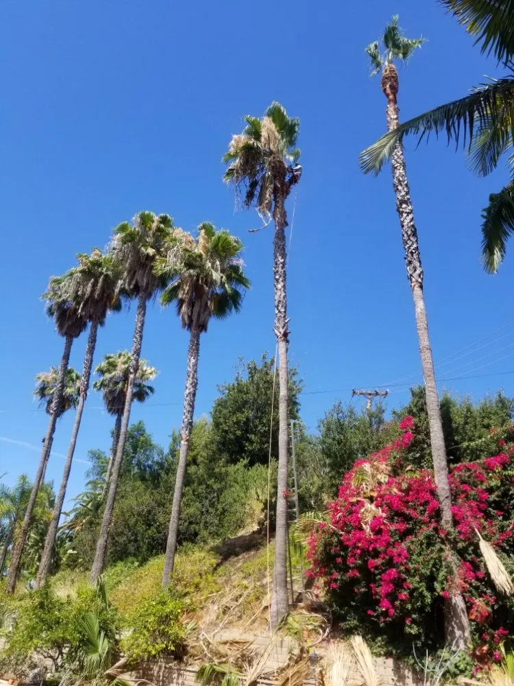 Trusted lawn care service for residential properties across La Puente, CA - Garcias Landscape and Tree Triming Service