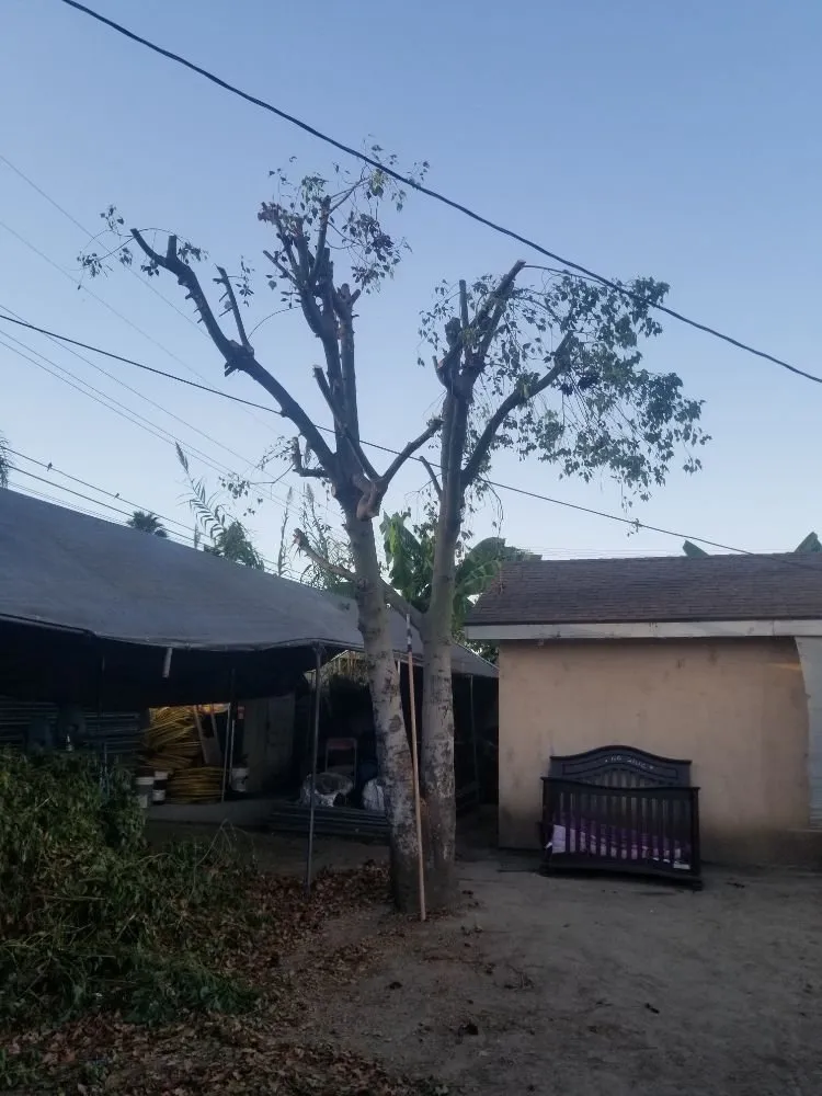 Reliable landscaping services for residential properties in La Puente, CA by Garcias Landscape and Tree Triming Service