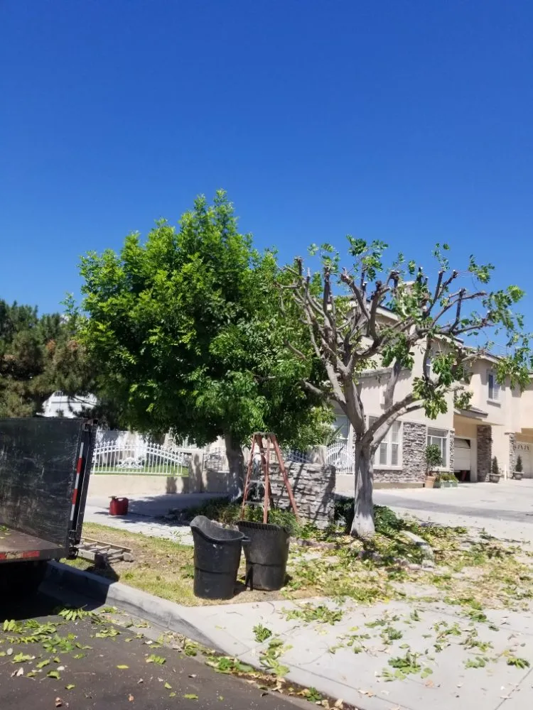 Affordable landscape design in La Puente, CA by Garcias Landscape and Tree Triming Service