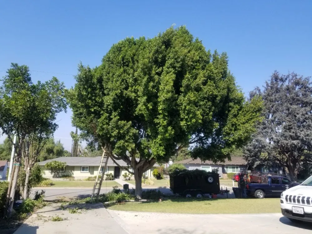 Expert residential landscaping for residential properties in La Puente, CA by Garcias Landscape and Tree Triming Service