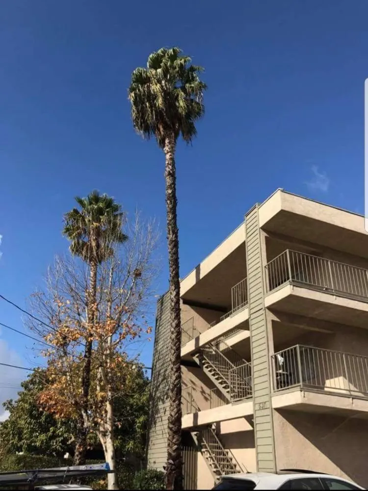 Trusted yard cleanup service in La Puente, CA - Garcias Landscape and Tree Triming Service