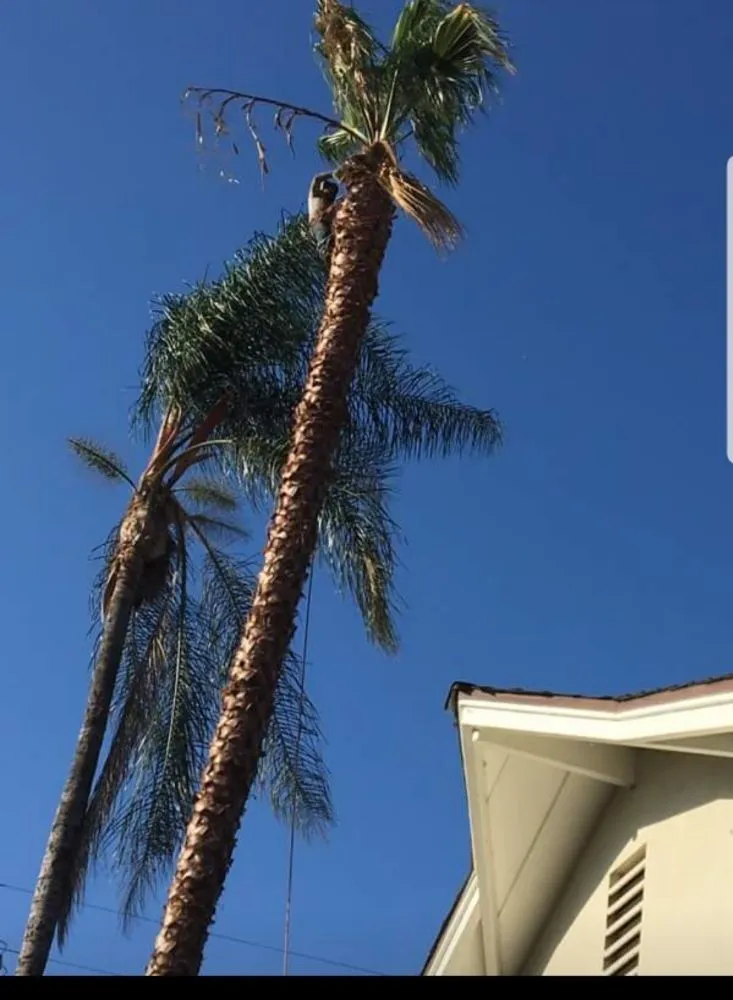 Professional lawn care service for beautiful yards in La Puente, CA by Garcias Landscape and Tree Triming Service