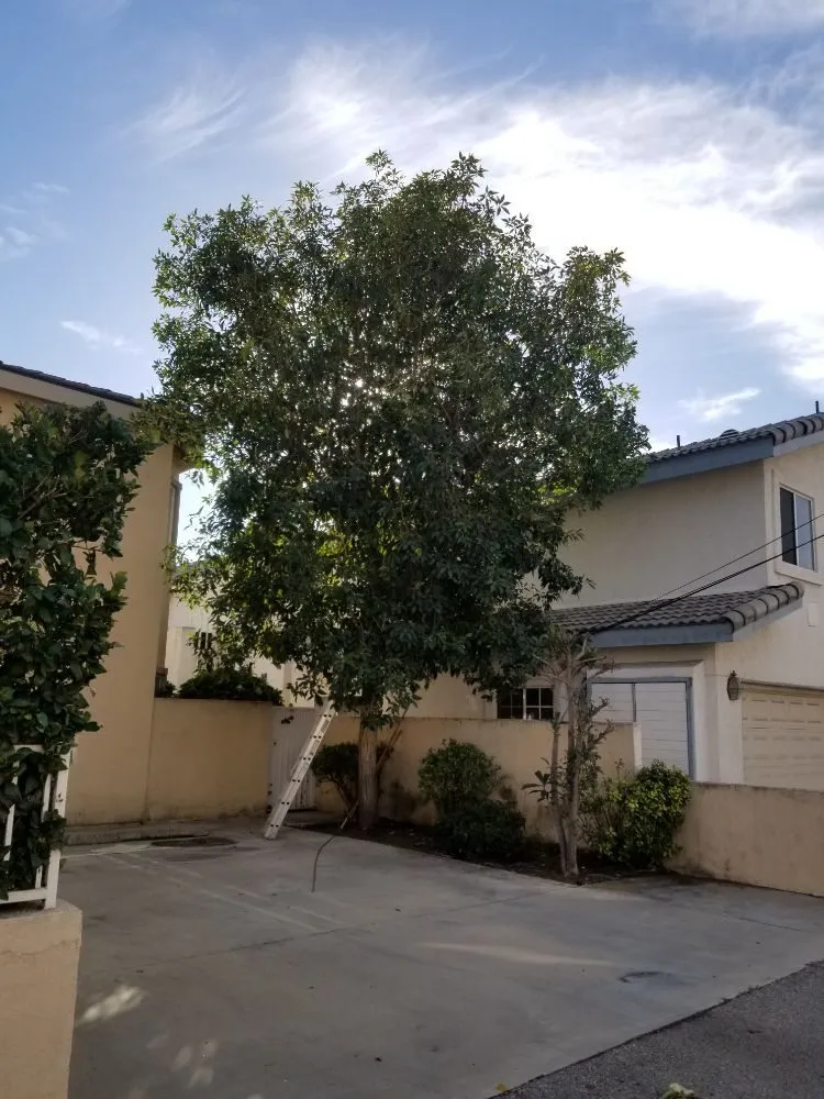 Custom lawn mowing service with custom design in La Puente, CA by Garcias Landscape and Tree Triming Service