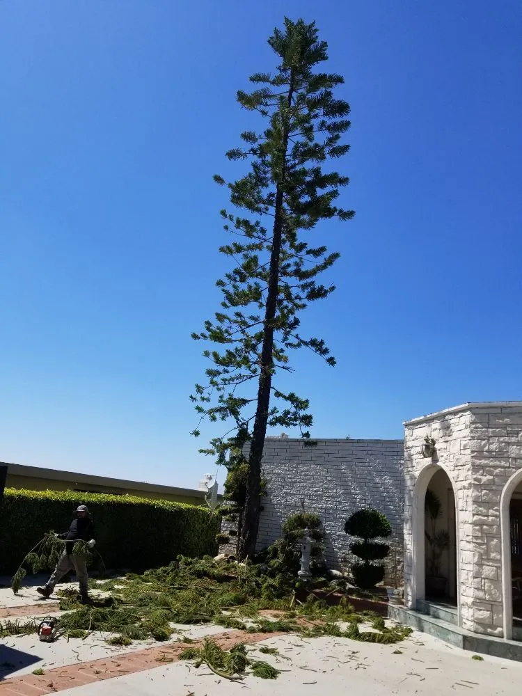 Reliable landscape design experts serving La Puente, CA - Garcias Landscape and Tree Triming Service