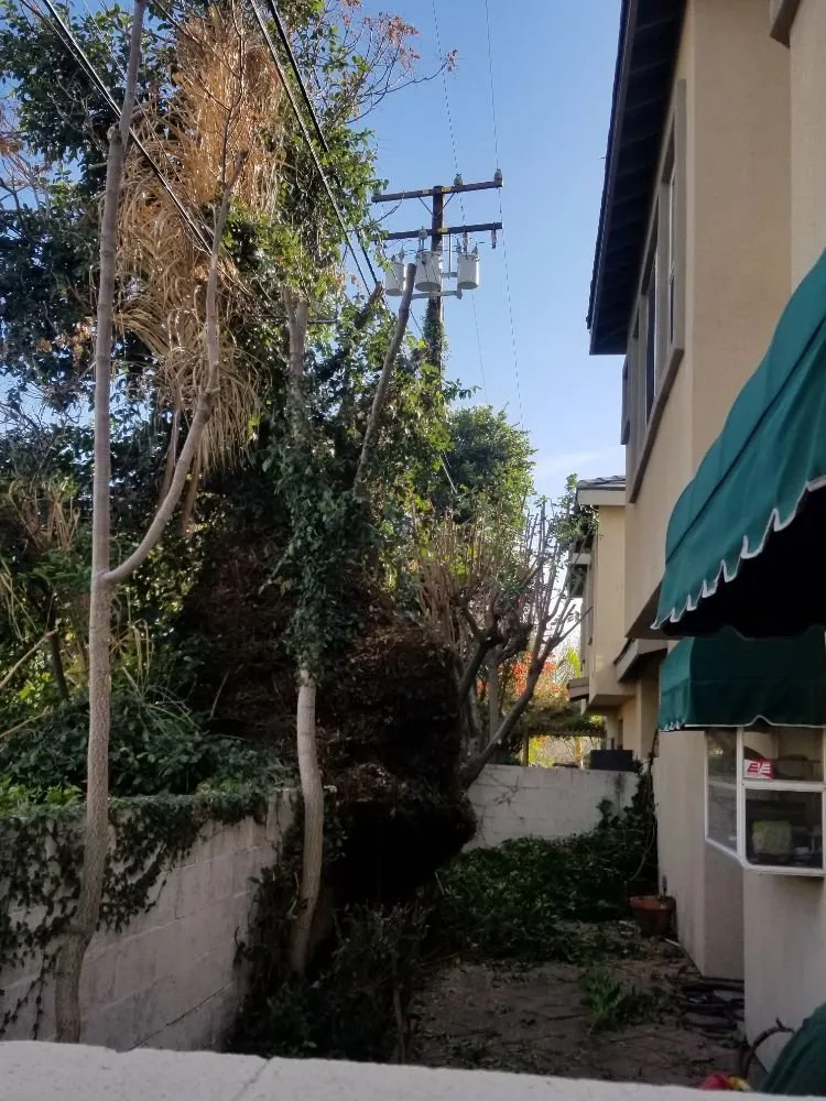 Professional landscaping services in La Puente, CA by Garcias Landscape and Tree Triming Service