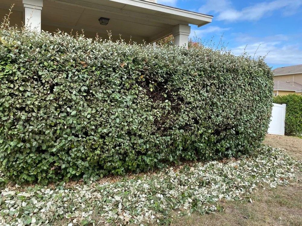 Reliable garden landscaping for beautiful yards across Austin, TX - Garcia’s Landscape