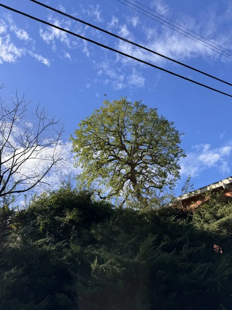 Trusted yard cleanup service for homes across Beverly Hills, CA - Garcia's Landscape Services