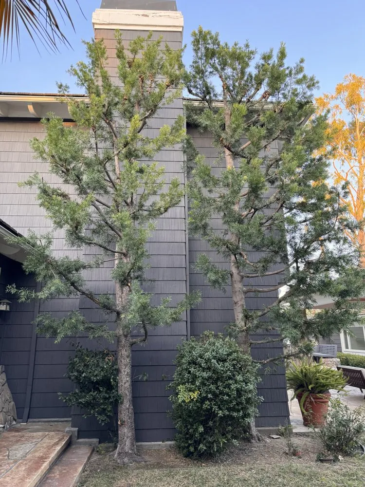 Trusted yard cleanup service in Beverly Hills, CA by Garcia's Landscape Services