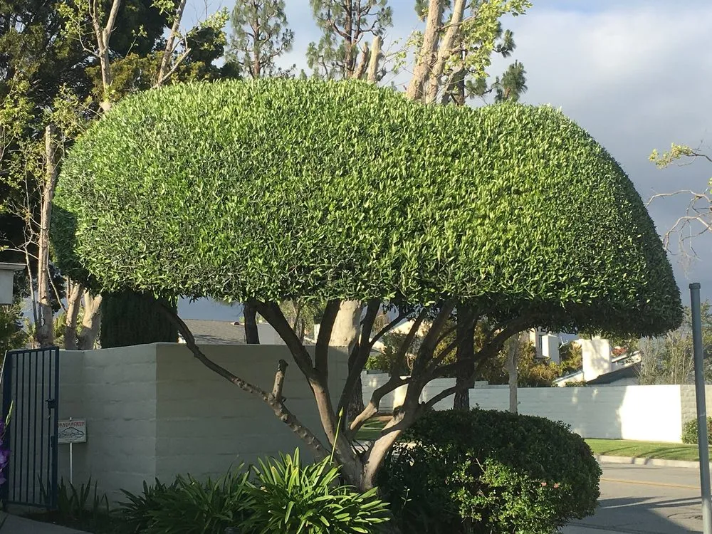 Top-rated garden landscaping in Oxnard, CA by Garcia's Landscaping & Maintenance