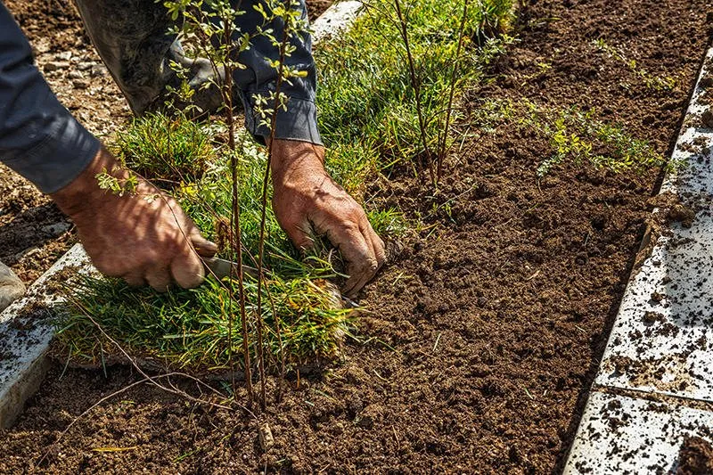 Reliable yard maintenance in Oxnard, CA by Garcia's Landscaping & Maintenance