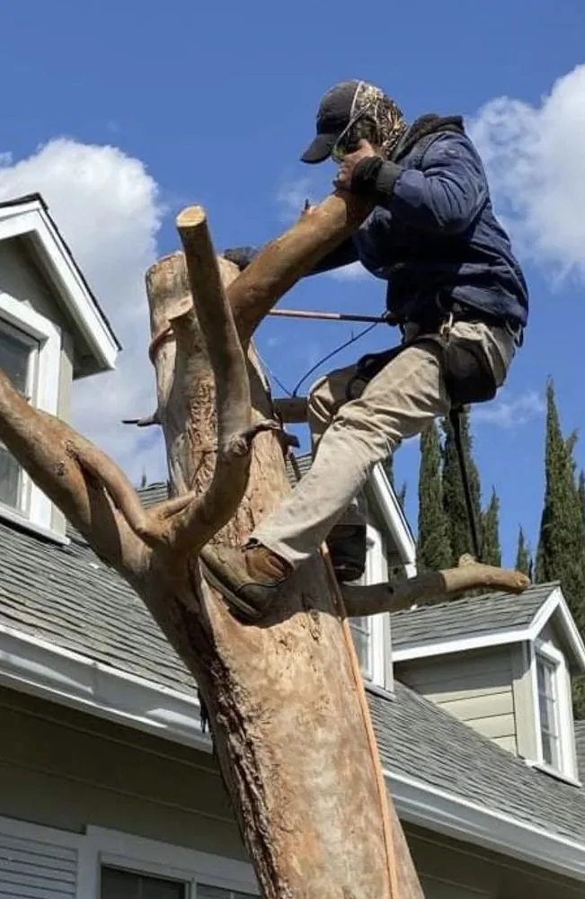 Trusted yard cleanup service for year-round maintenance in Palmdale, CA by Garcia’s Landscaping & Maintenance