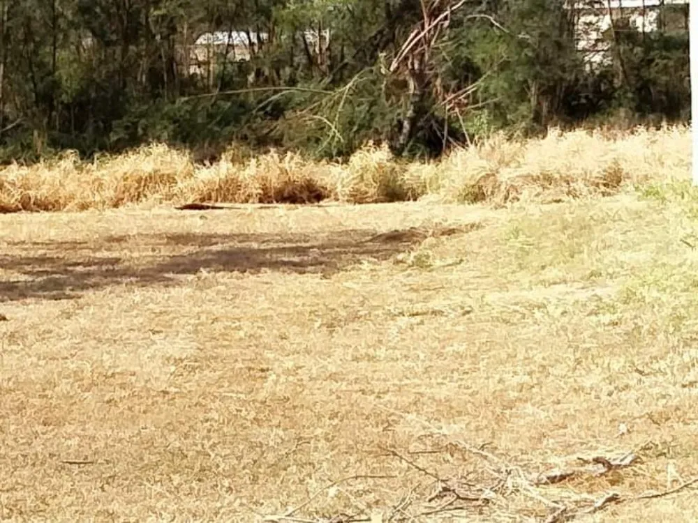 Professional yard maintenance in Mission, TX by Garcias landscaping and small house repairs