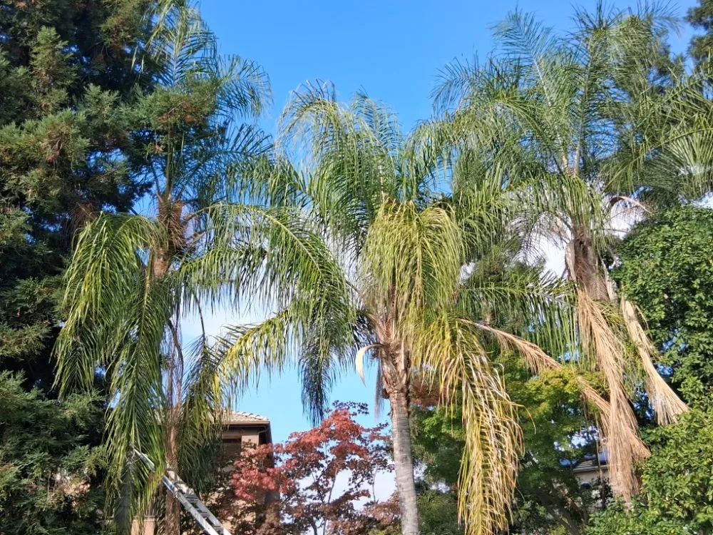 Trusted garden landscaping for year-round maintenance in Fresno, CA by Garcia's Landscaping