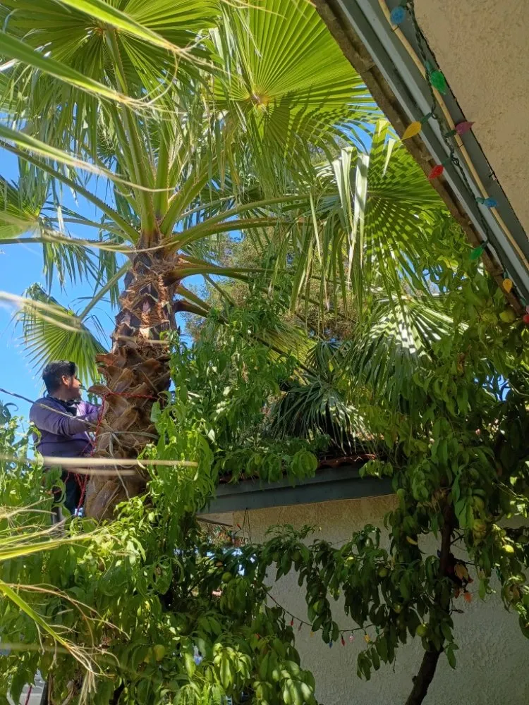 Reliable garden landscaping in Fresno, CA - Garcia's Landscaping