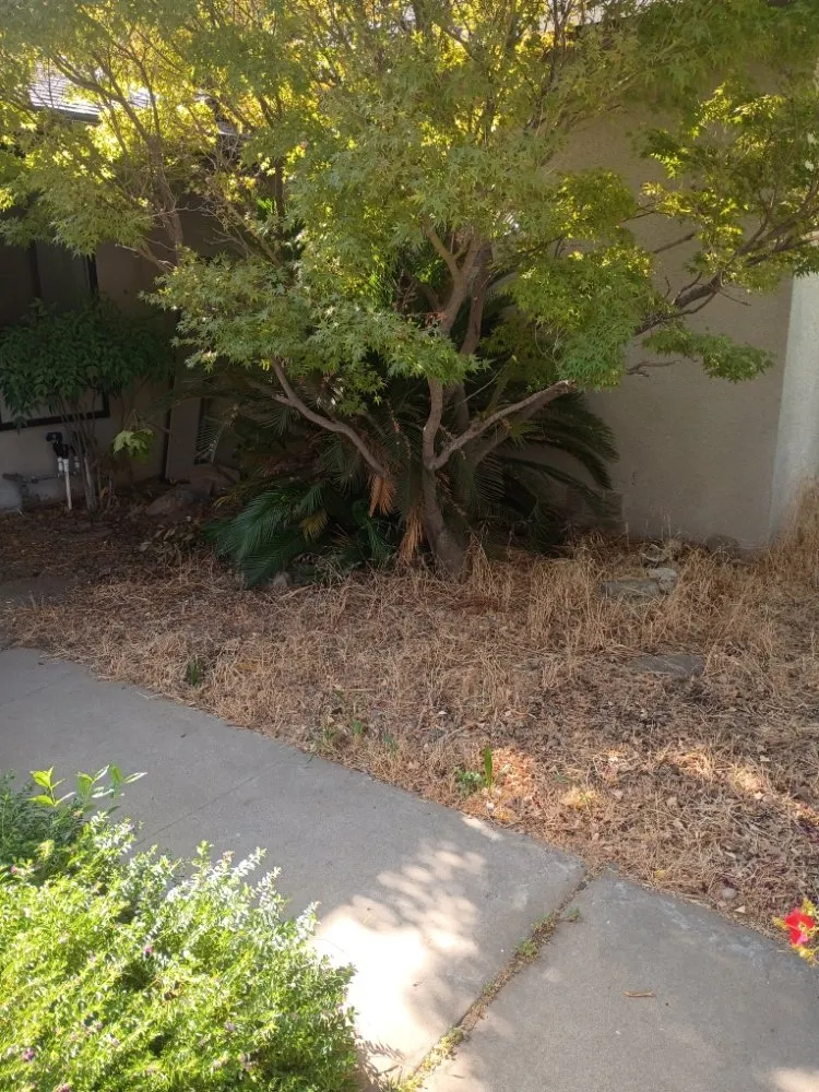 Top-rated lawn mowing service for year-round maintenance across Fresno, CA - Garcia's Landscaping