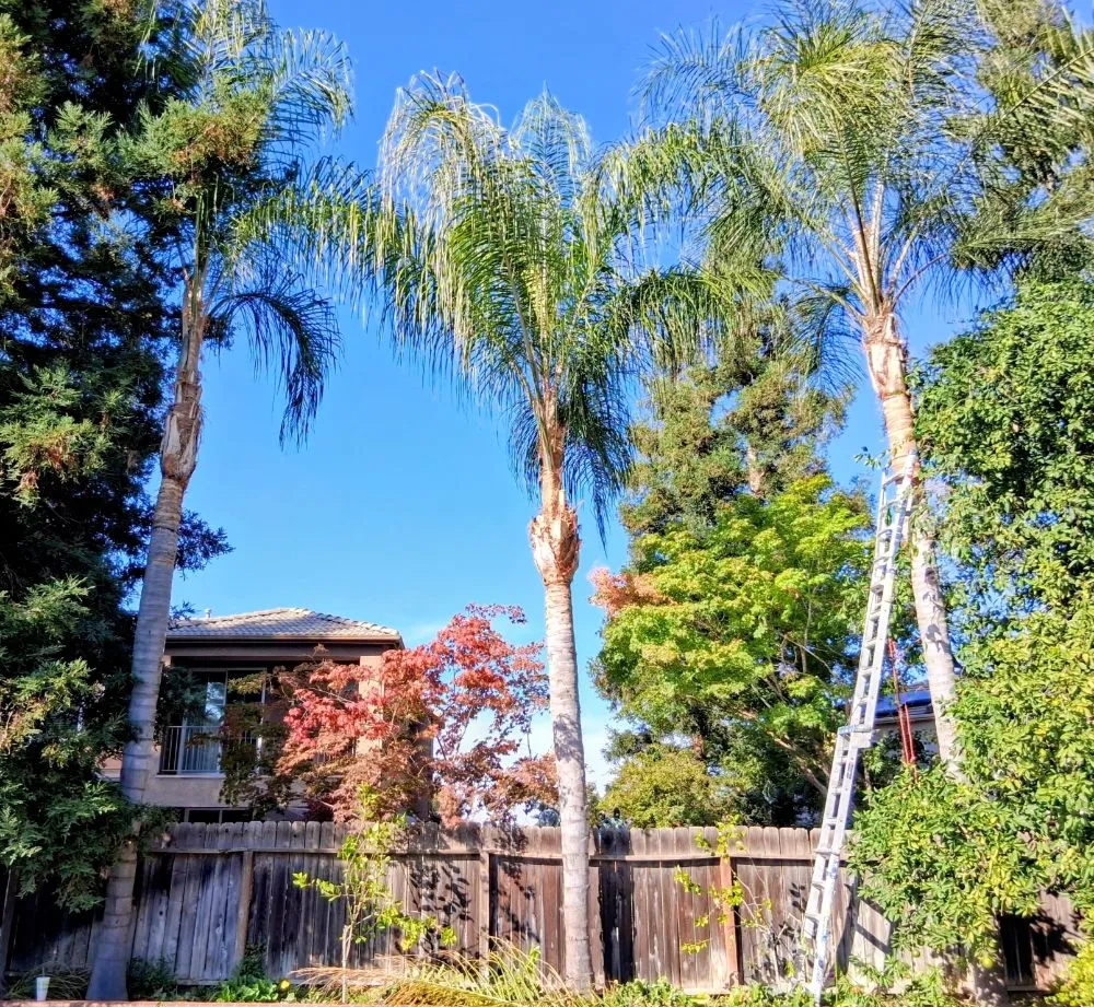 Local yard cleanup service with custom design in Fresno, CA by Garcia's Landscaping