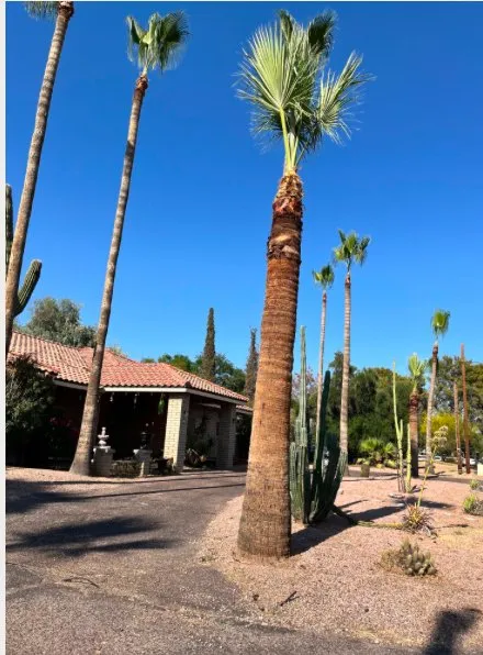 Reliable garden landscaping experts serving Mesa, AZ - Garcia’s Landscaping Trimming And Lawn