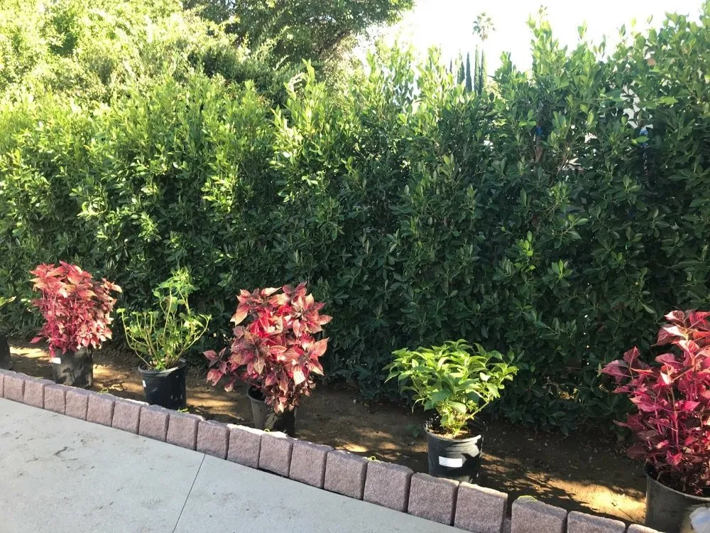 Expert landscape installation for homes across Winnetka, CA - Garcia’s Landscapings
