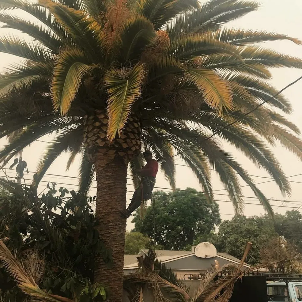Custom garden landscaping in Winnetka, CA - Garcia’s Landscapings