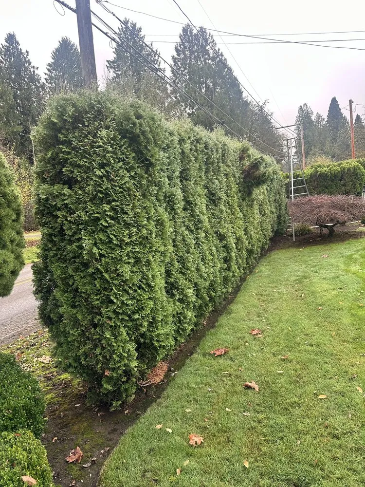 Professional yard cleanup service in Damascus, OR by Garcias Prestige Lawn Care Services