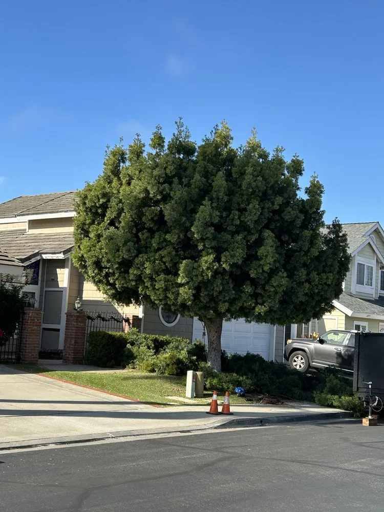 Custom outdoor landscaping for homes across Encinitas, CA - Garcia’s Tree Service & Landscaping