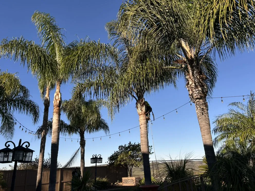 Expert yard cleanup service for homes across Encinitas, CA - Garcia’s Tree Service & Landscaping