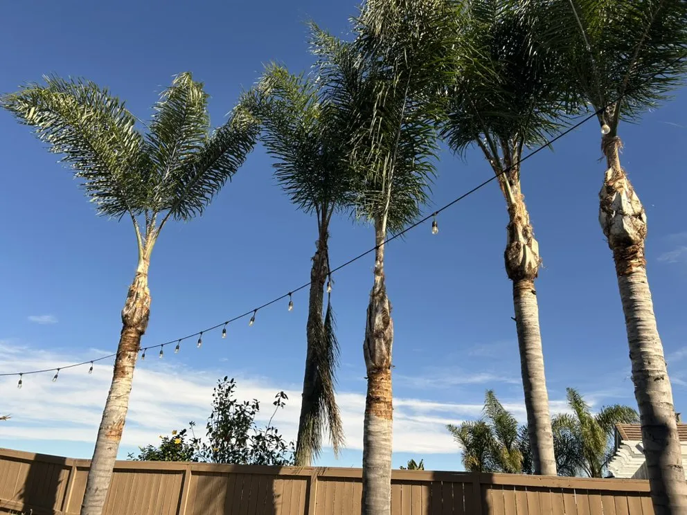 Reliable garden landscaping experts serving Encinitas, CA - Garcia’s Tree Service & Landscaping