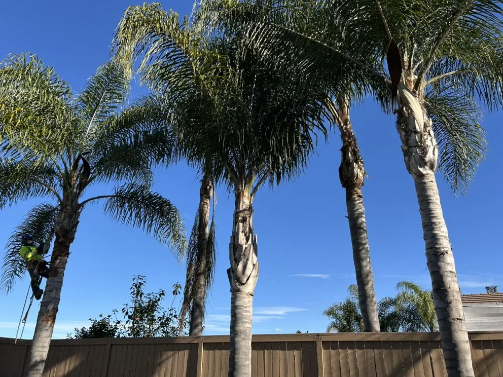 Professional residential landscaping for outdoor upgrades in Encinitas, CA by Garcia’s Tree Service & Landscaping