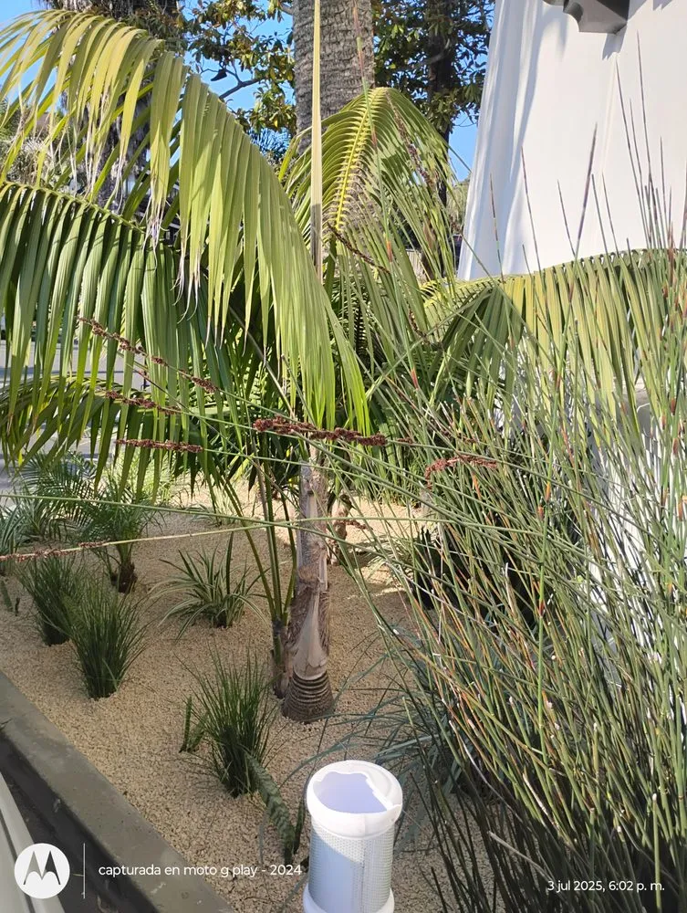 Expert landscaping services near you across Carpinteria, CA - Garcifer Garden Maintenance and Landscape