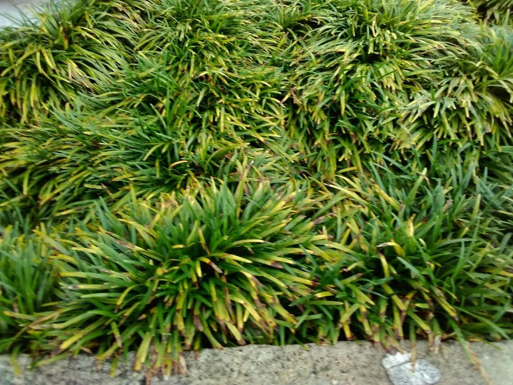 Custom landscape installation in Auburn, GA - Garde landscaping & lawn maintenance