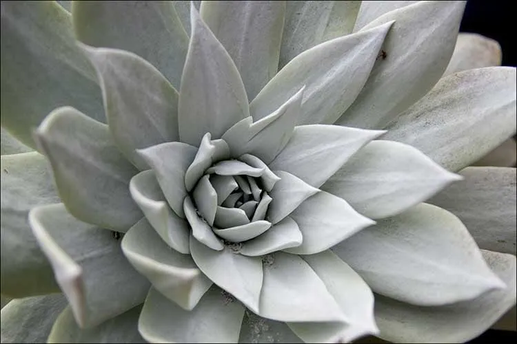 Professional landscape installation in Santa Barbara, CA by Gardefacts Landscape Design