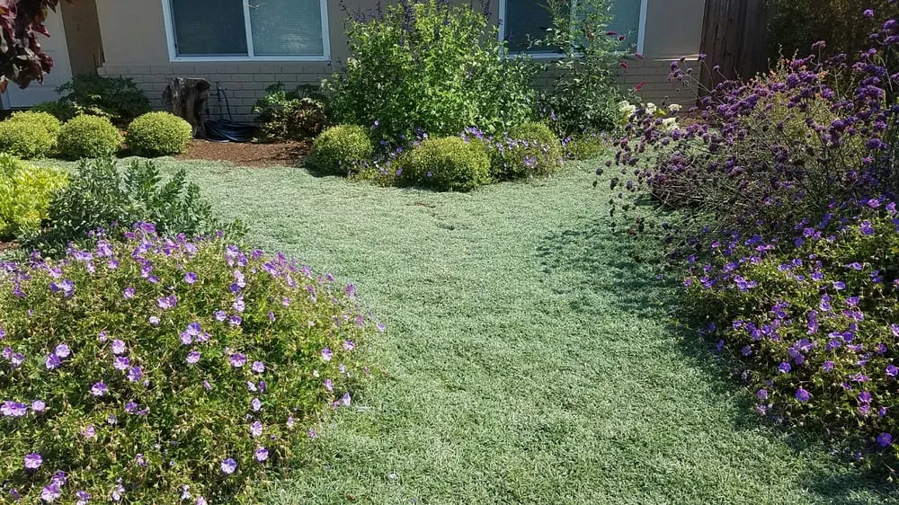 Reliable yard cleanup service in Santa Barbara, CA - Gardefacts Landscape Design