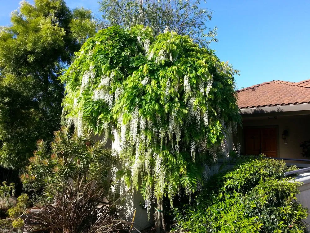 Top-rated lawn mowing service in Berkeley, CA - Gardella Gardening