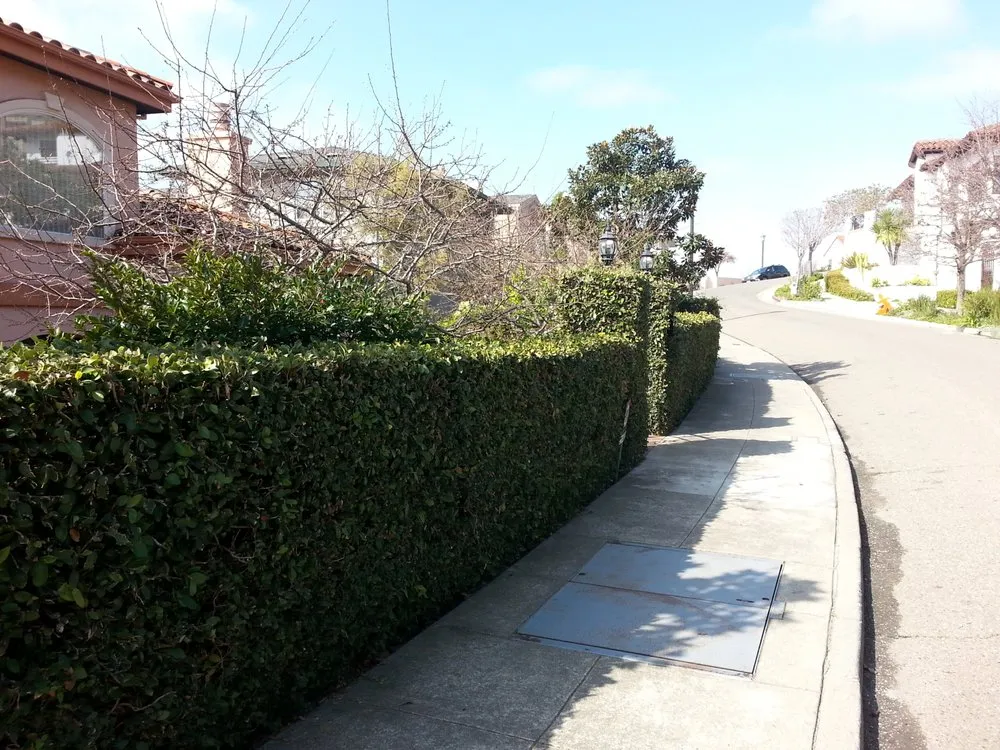Reliable yard cleanup service for beautiful yards in Berkeley, CA by Gardella Gardening