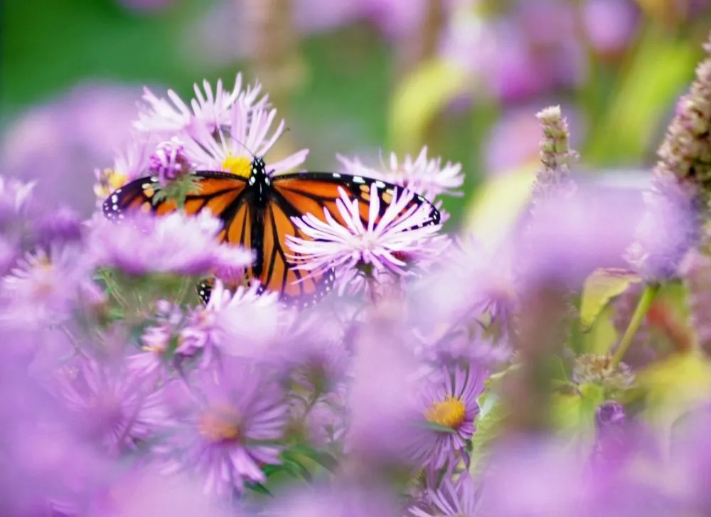 Local outdoor landscaping in North Easton, MA by Garden-911 Boston