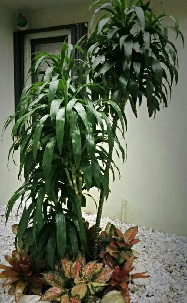 Top-rated garden landscaping in Weston, FL - Garden Aesthetica