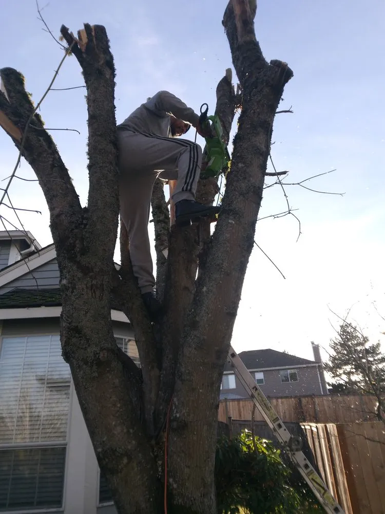 Expert landscape design for homes in Milton, WA by Garden and Grass