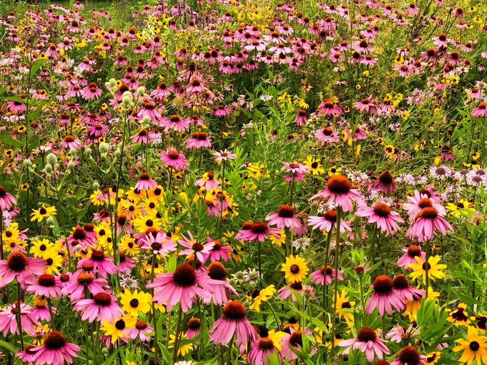 Local landscaping services in Water Mill, NY - Garden Angels