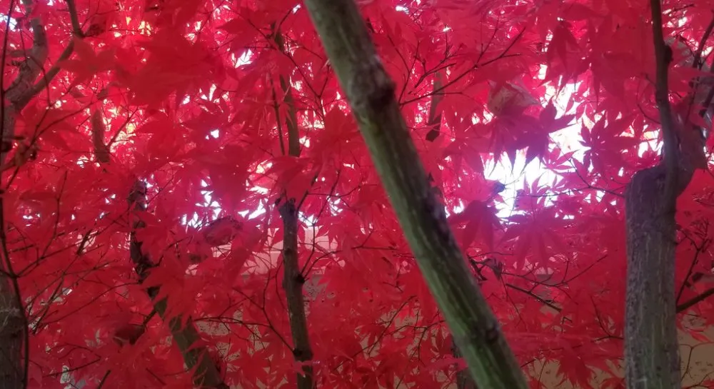 Affordable landscaping services for homes in Redding, CA by Garden Authority