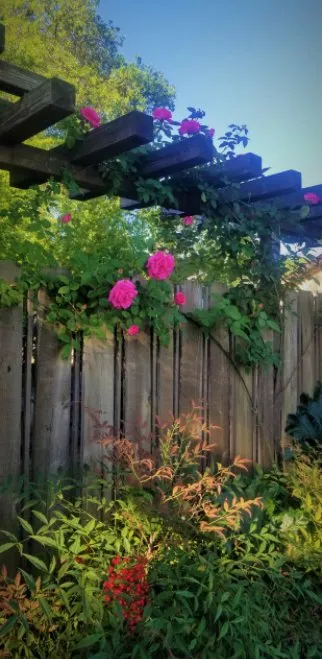 Custom landscape design in Redding, CA - Garden Authority